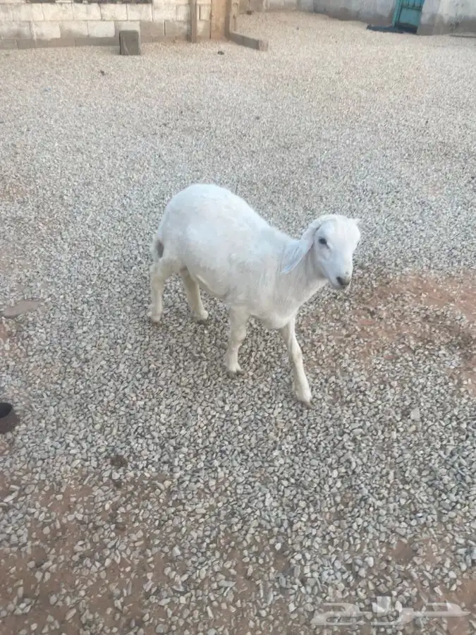 للبيع خروف 1