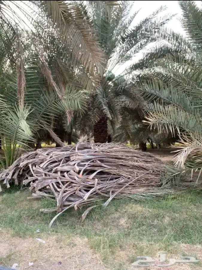جريد 1