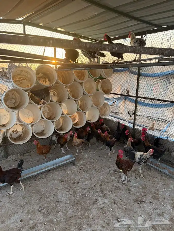 ديوك شباب صغار وسمان وصحة شرط 2