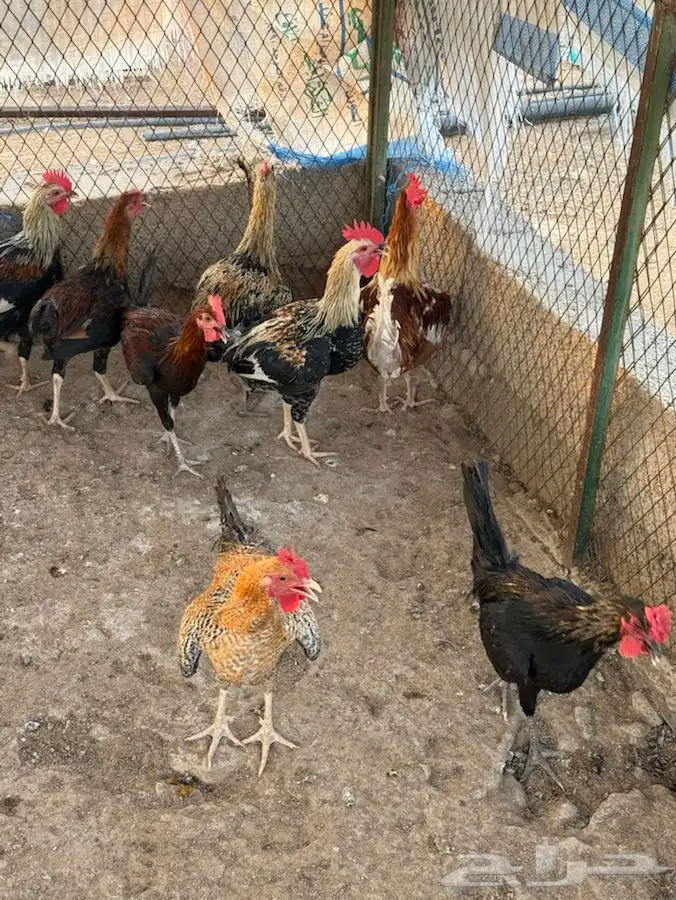 ديوك شباب صغار وسمان وصحة شرط 7