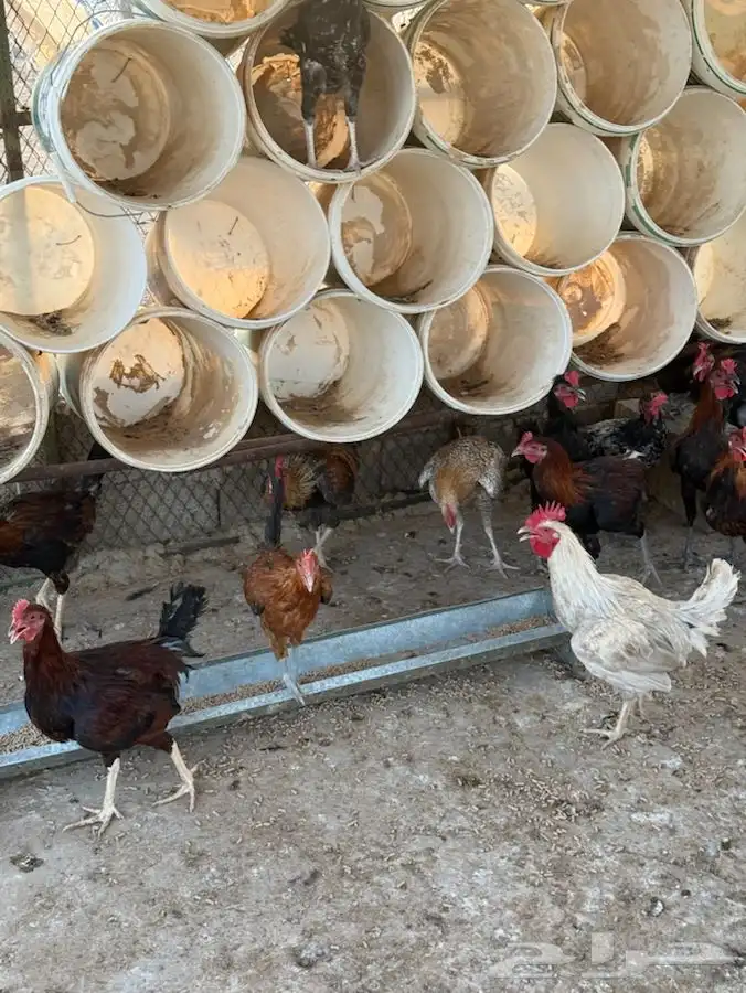 ديوك شباب صغار وسمان وصحة شرط 1