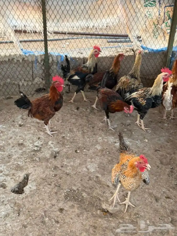 ديوك شباب صغار وسمان وصحة شرط 6