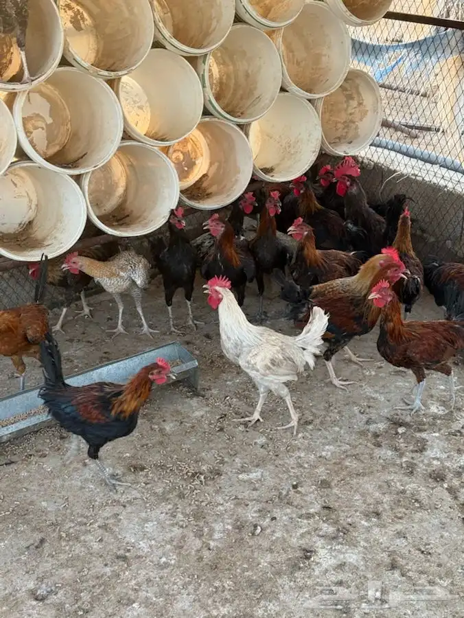 ديوك شباب صغار وسمان وصحة شرط 0