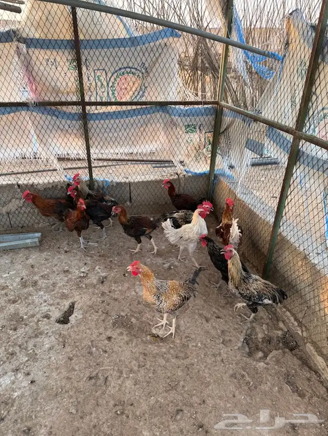 ديوك شباب صغار وسمان وصحة شرط 4