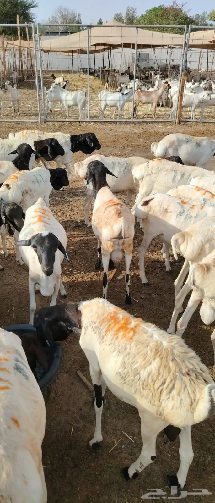 برابر وتيوس أوزان عاليه للجمله 1