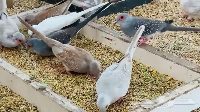 يمام او قماري ماسيه شرط انتاج index