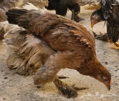 صوص دجاج براهما الألماني 3
