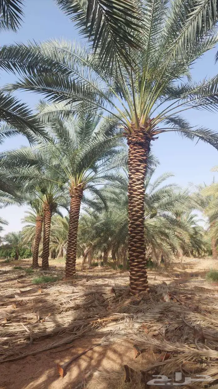 نخل للبيع عربي واشنطني فسايل خلاص صقعي مجدول سكري برحي شيشي 0