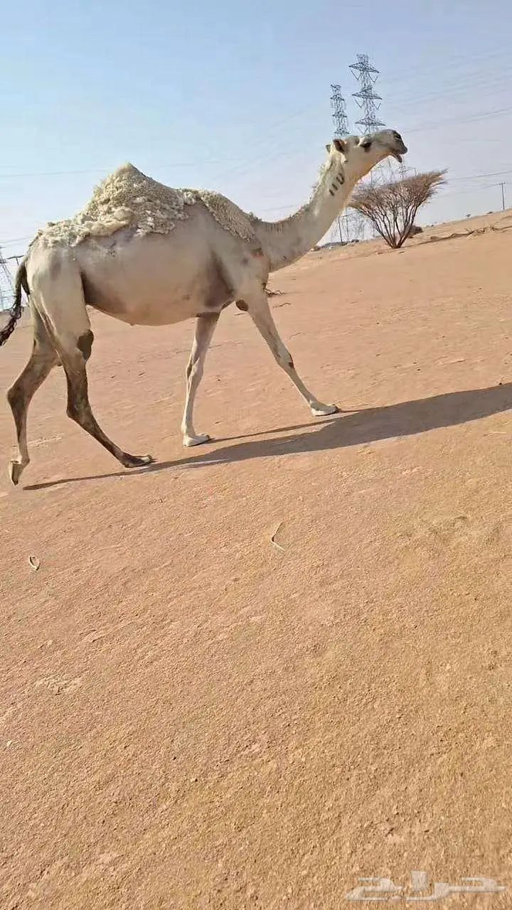 لقحه كفوو   خلفه تحتها قعود 1
