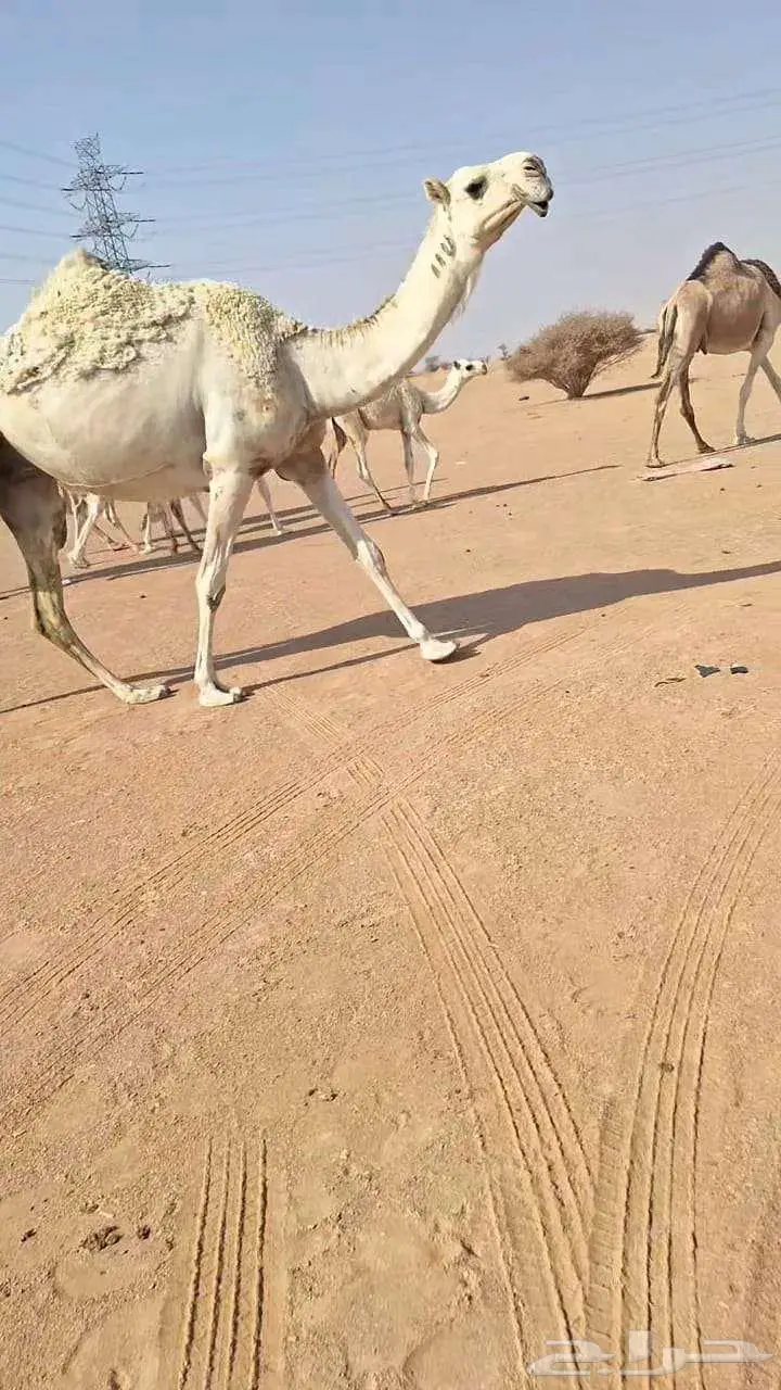 لقحه كفوو   خلفه تحتها قعود 0