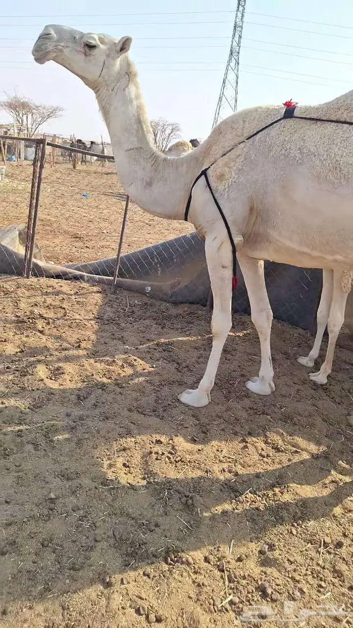 لقحه كفوو   خلفه تحتها قعود 3