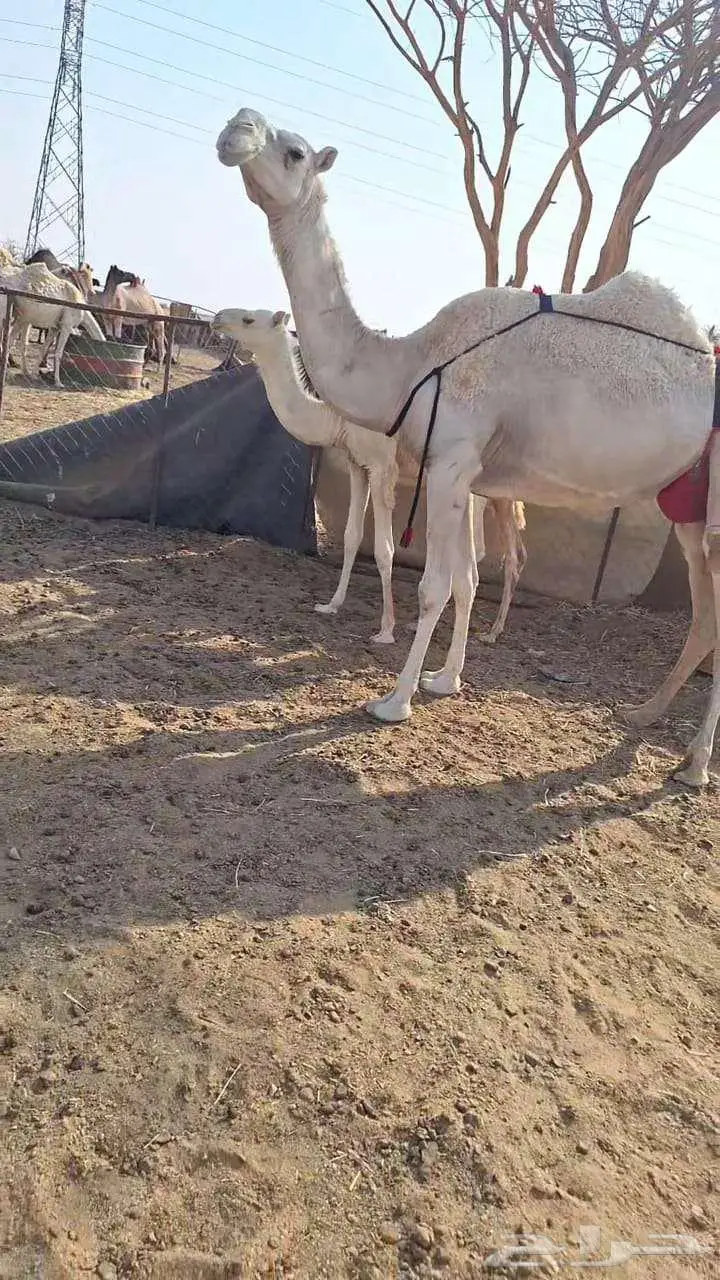 لقحه كفوو   خلفه تحتها قعود 2
