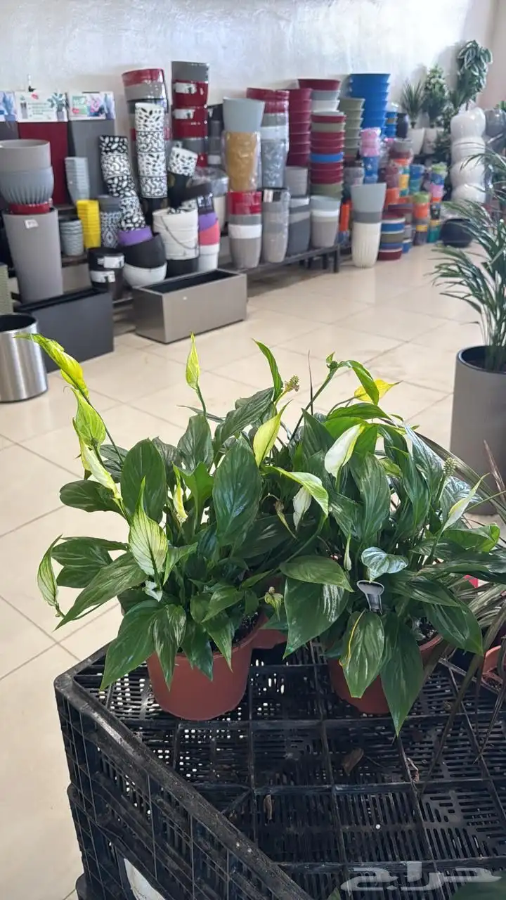 اشجار وشجيرات و شتلات بأسعار الجمله 3
