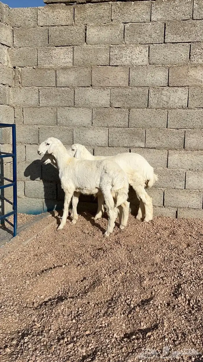 للبيع خرفان ورخال((تم البيع تم البيع)) 1