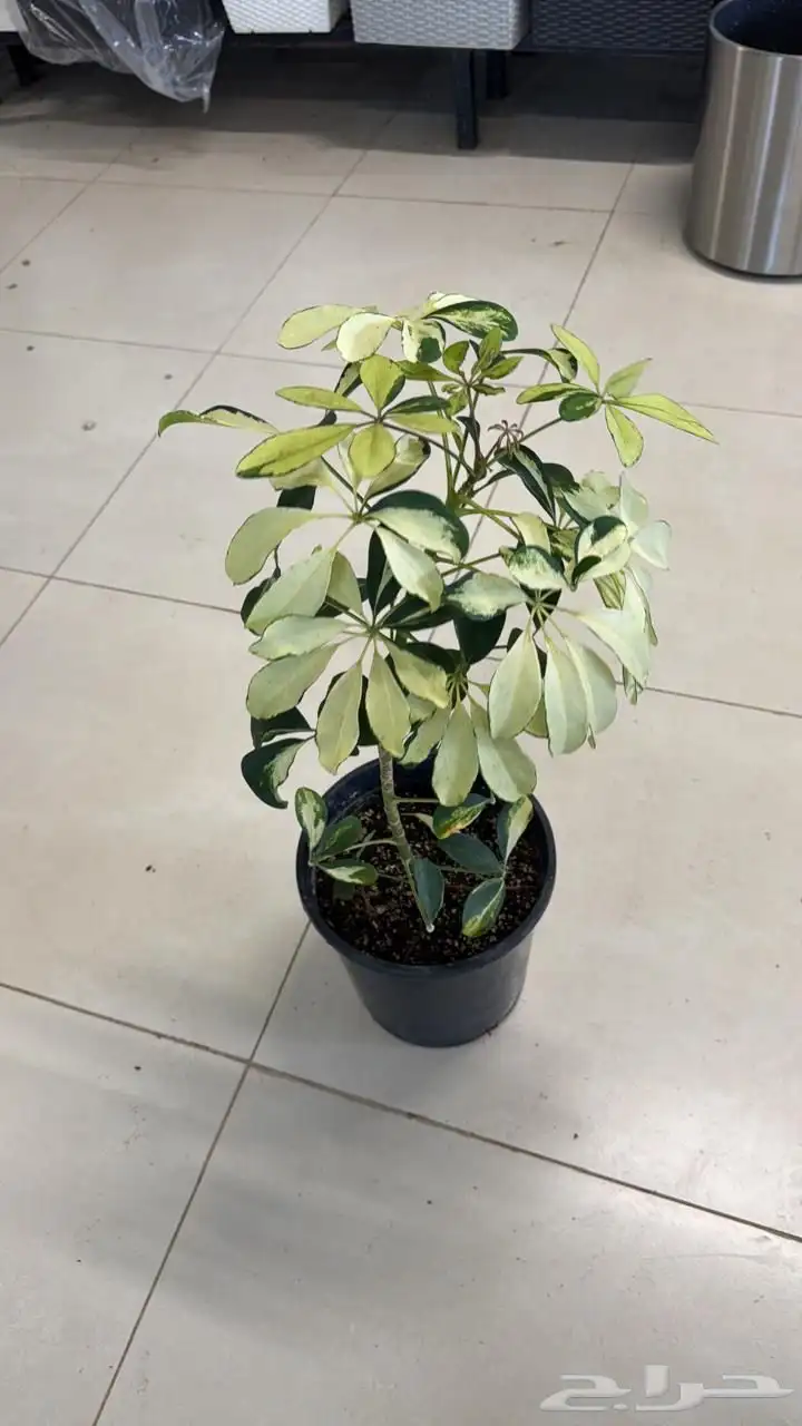 اشجار وشجيرات و شتلات بأسعار الجمله 0