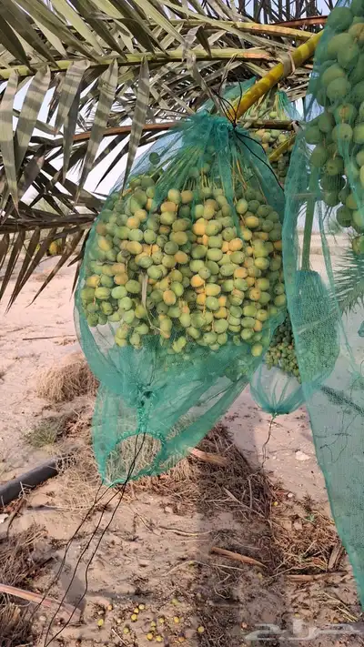 للبيع ثمر برحي من المزرعه 3