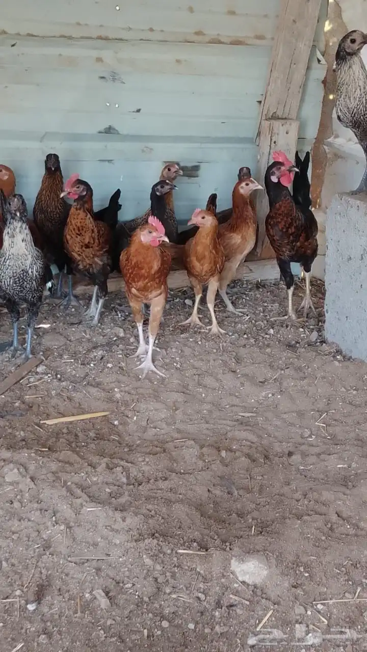 دجاج بلدي العمر 3شهور ونص 0
