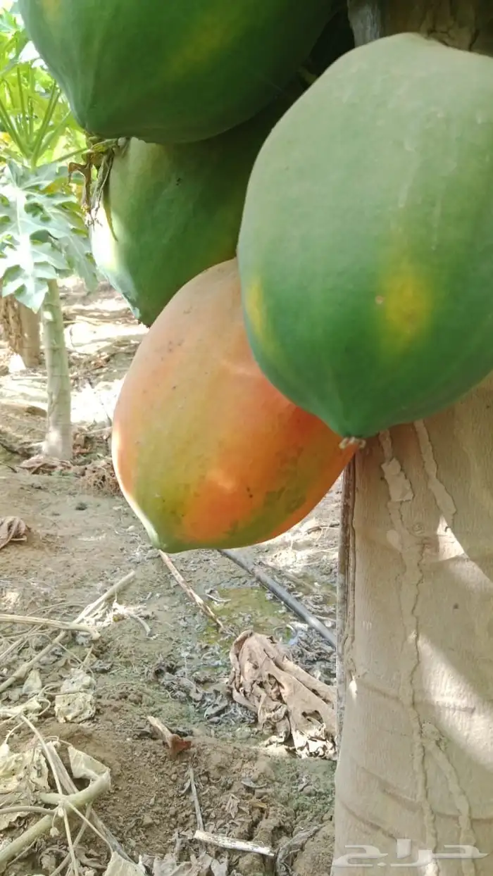 (عمبروت) بابايا 0