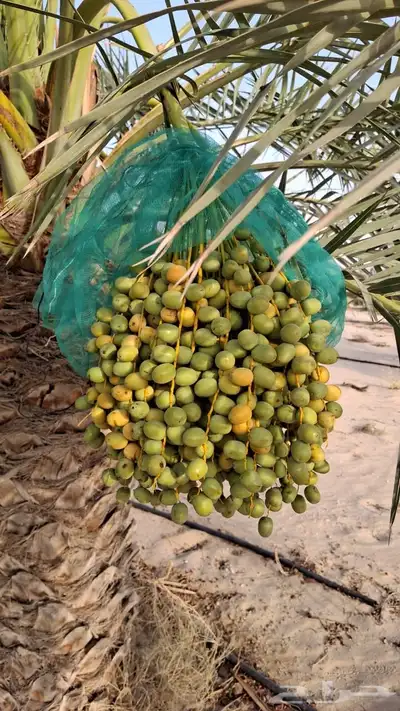 للبيع ثمر برحي من المزرعه 2