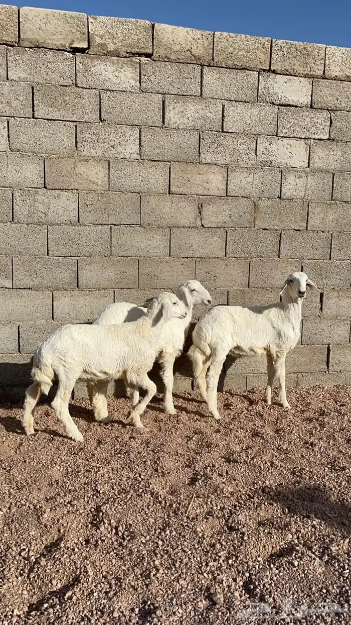 للبيع خرفان ورخال((تم البيع تم البيع)) 0