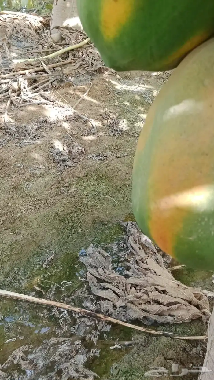 (عمبروت) بابايا 3