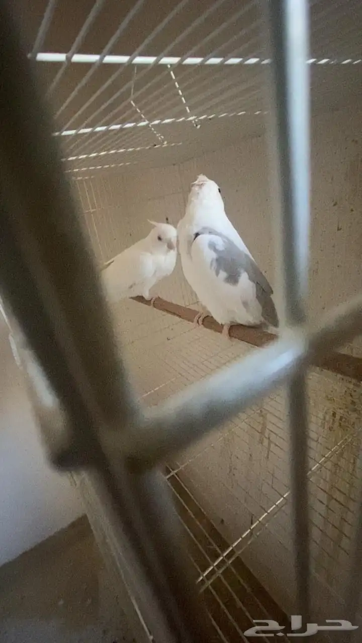 مجموعه كرونات للبيع طفشت منها 2