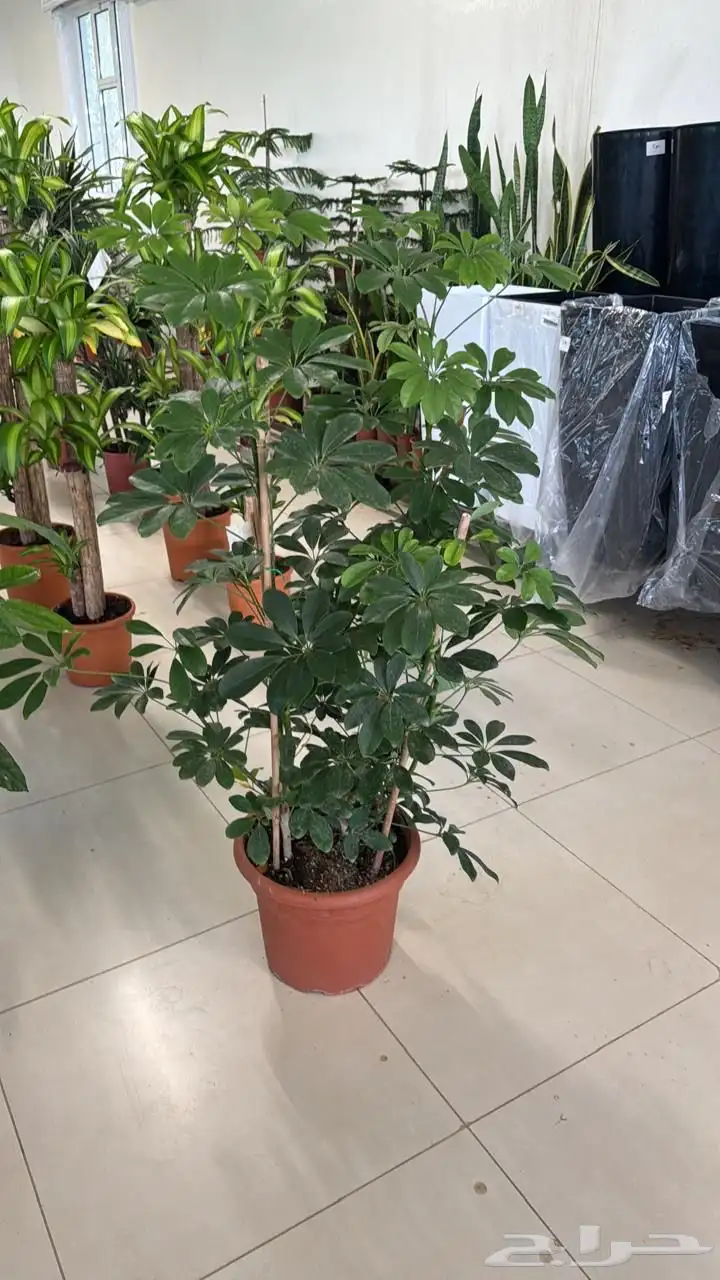 اشجار وشجيرات و شتلات بأسعار الجمله 4