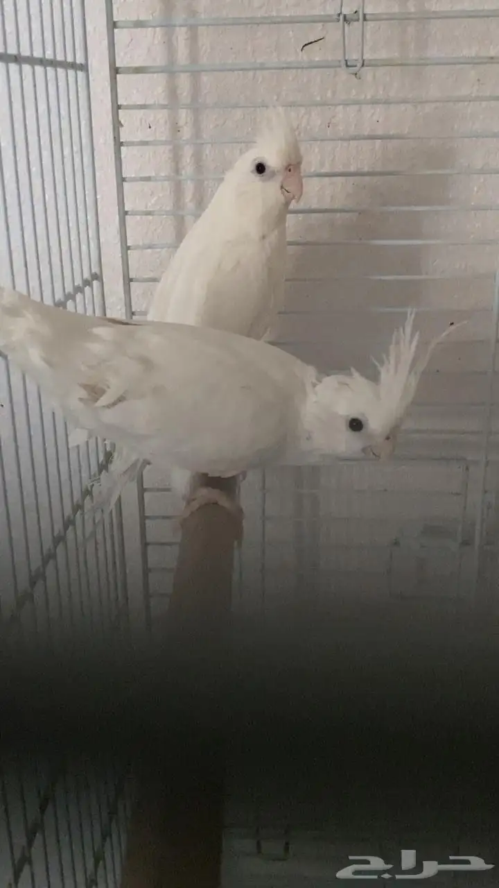 مجموعه كرونات للبيع طفشت منها 3