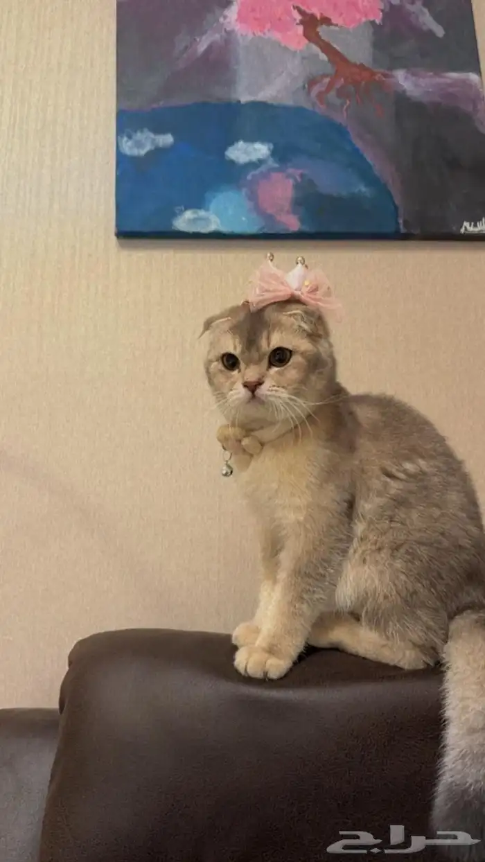 مطلوب قط تزاوج سكوتش 0