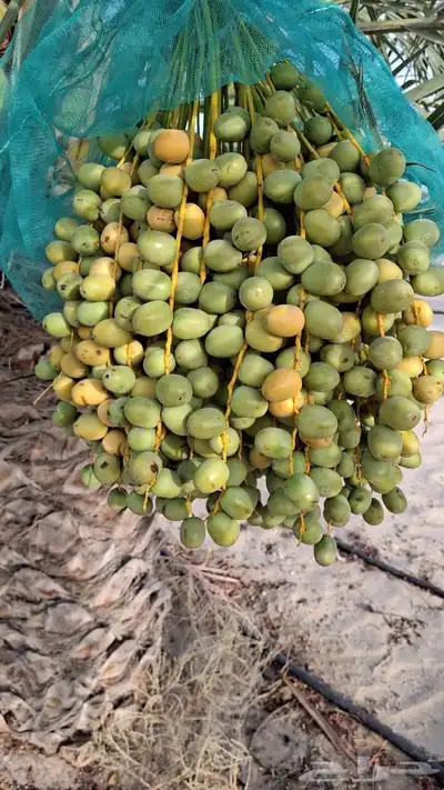 للبيع ثمر برحي من المزرعه 1