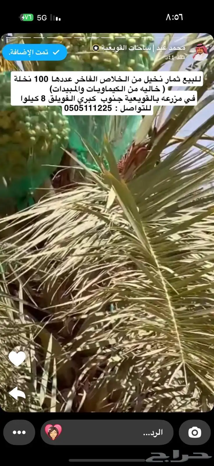 للبيع ثمار نخيل من الخلاص الفاخر عددها مائه 100 6