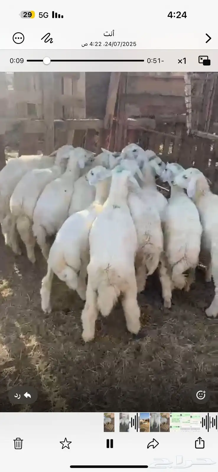 للبيع طليان فروع شحم وشعره 2