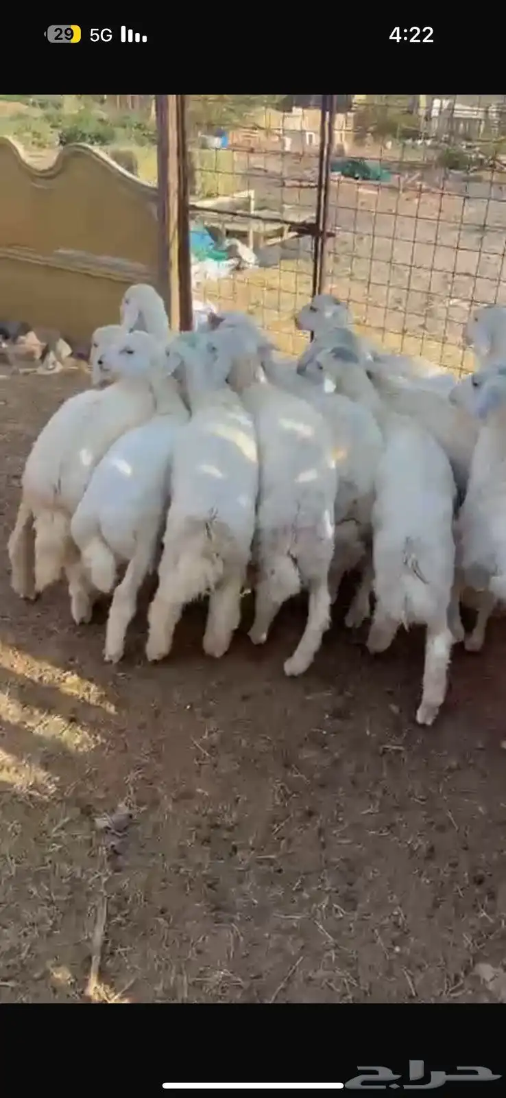 للبيع طليان فروع شحم وشعره 0