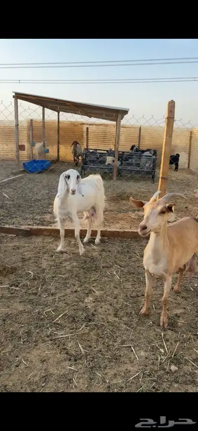 معزا حليب تم البيع 2