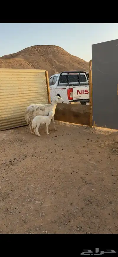 شاه حريه متبع تم البيع 1