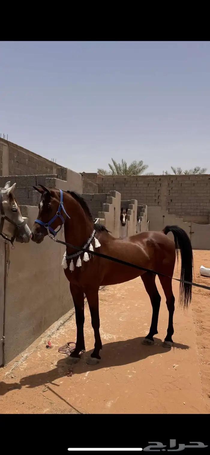 عرض ايواء مربط الابجر 1