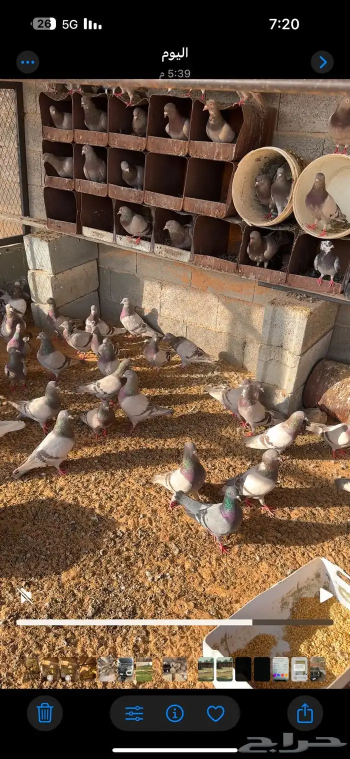 حمام فرنسي 3