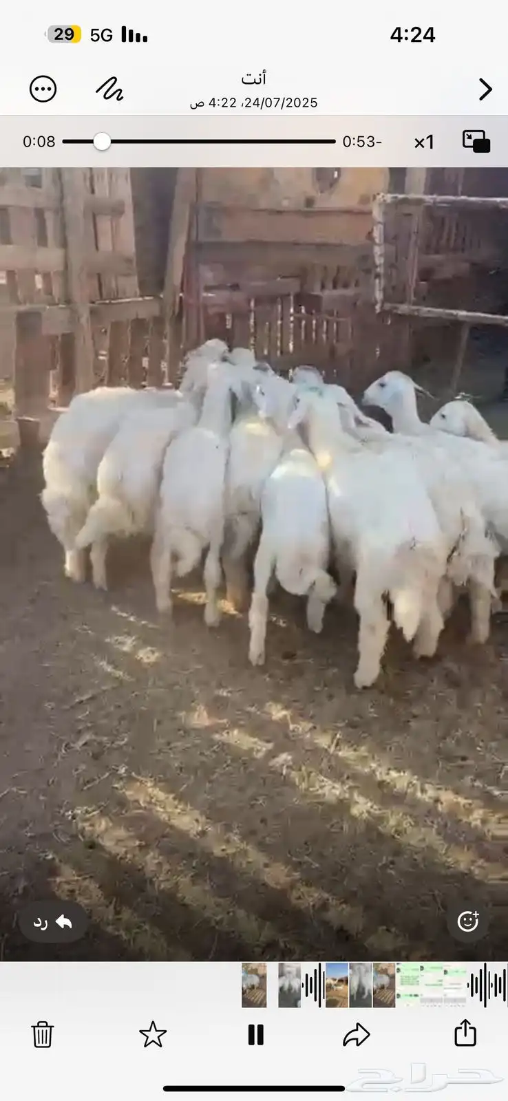 للبيع طليان فروع شحم وشعره 1