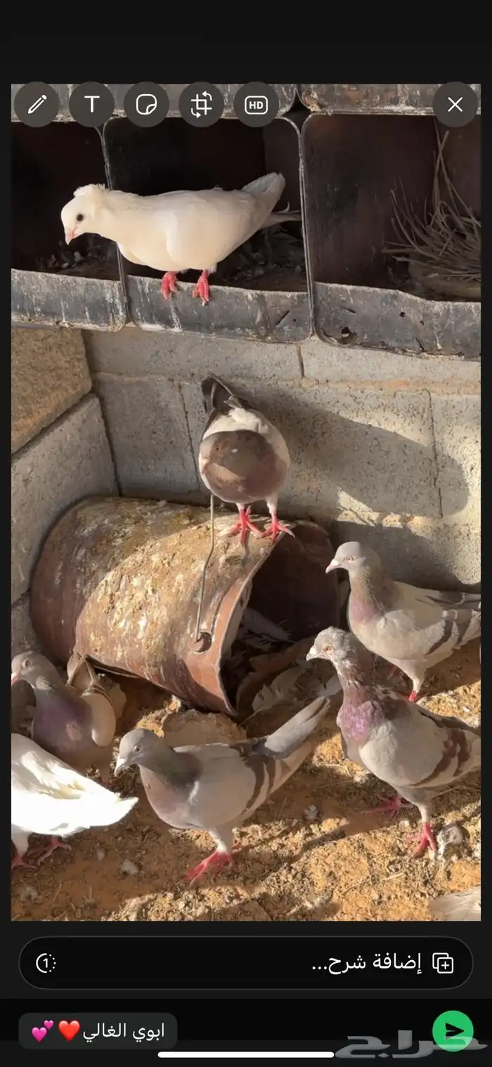 حمام فرنسي 0
