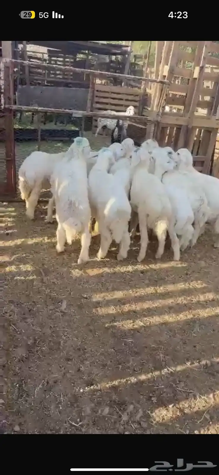 للبيع طليان فروع شحم وشعره 3