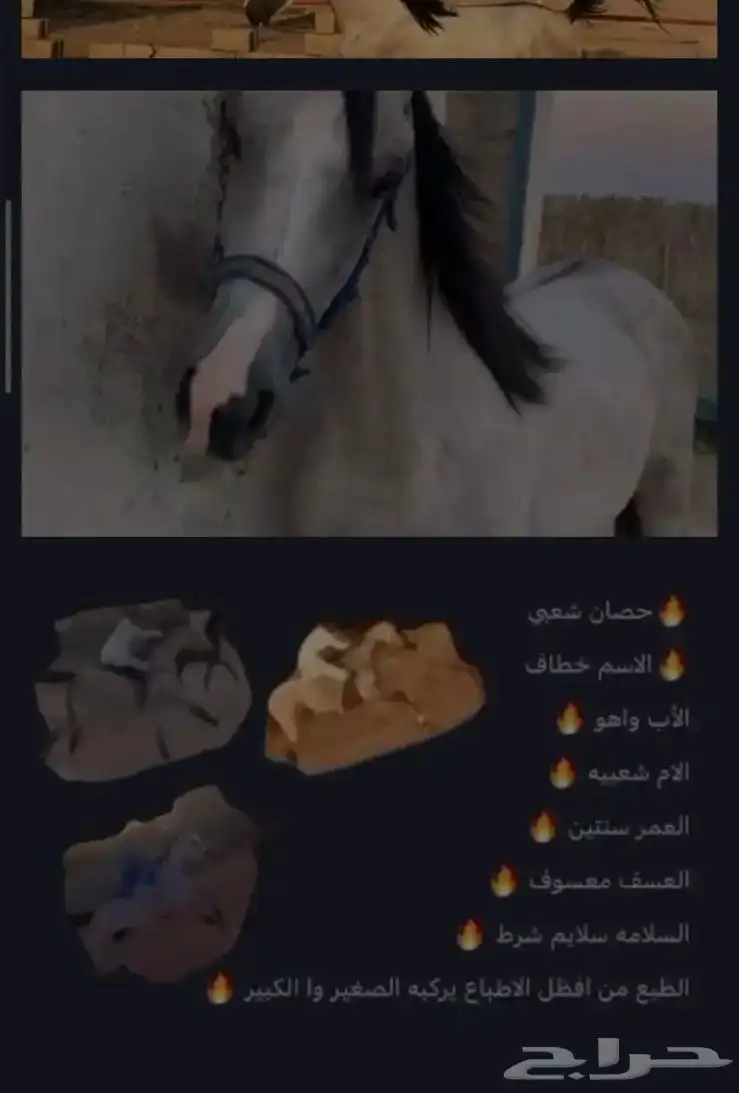 حصان طيب index