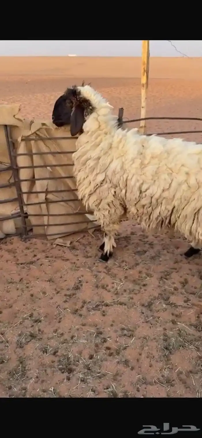 رخل ثنيه مقروعه قبل شهر جرمها كبير 1