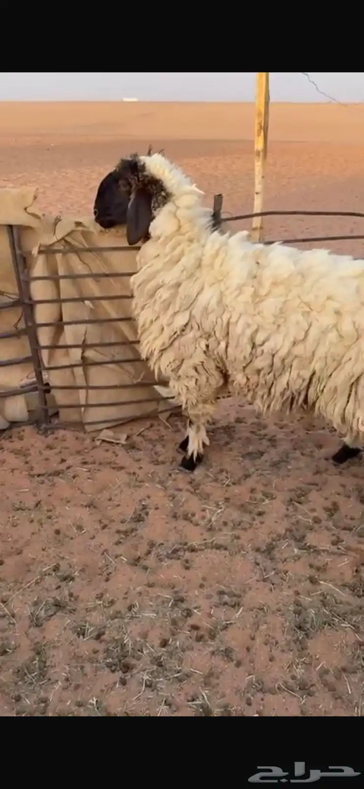 رخل ثنيه مقروعه قبل شهر جرمها كبير 1