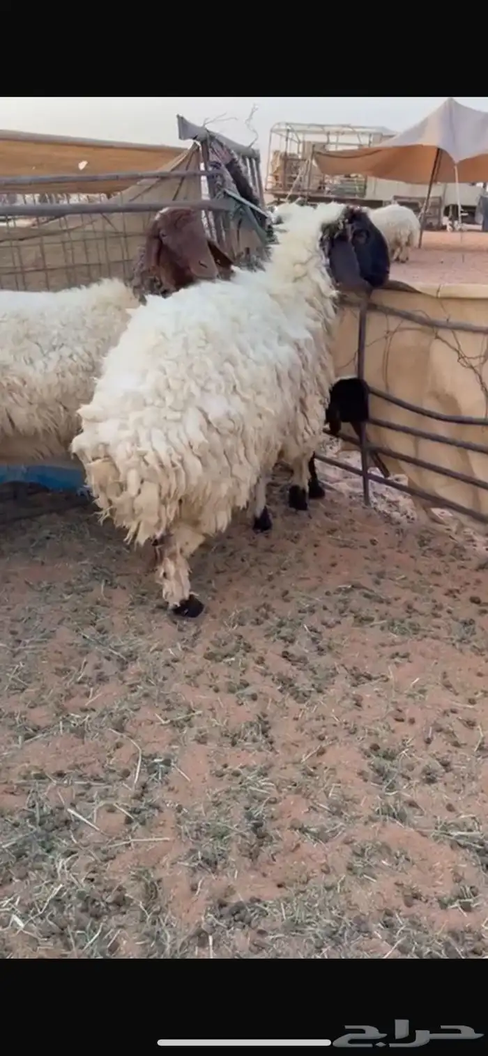 رخل ثنيه مقروعه قبل شهر جرمها كبير 2