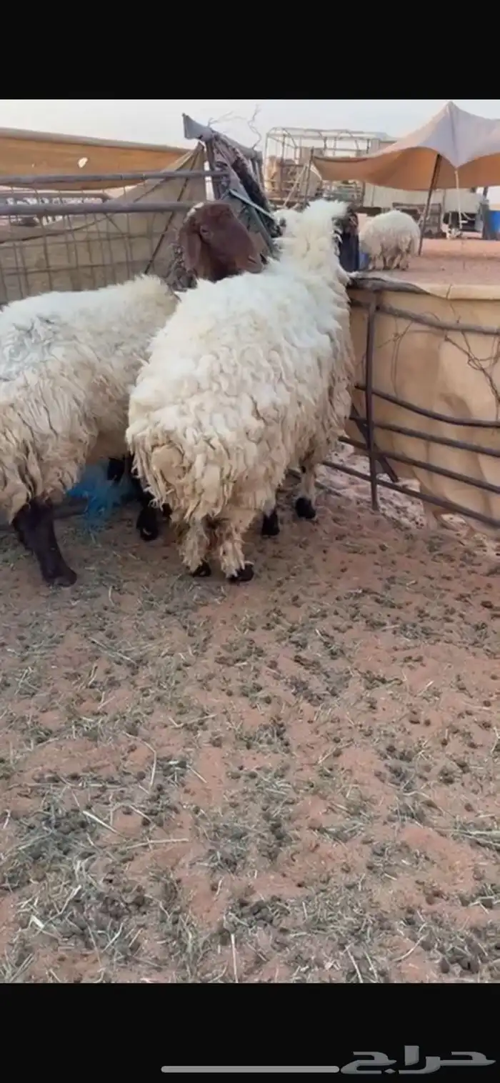 رخل ثنيه مقروعه قبل شهر جرمها كبير 3