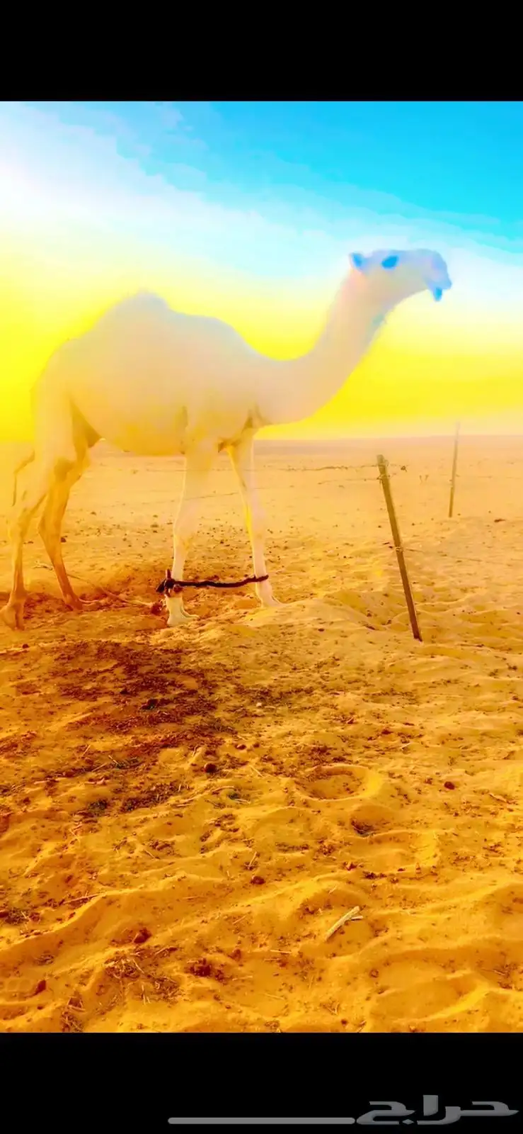 قعود باتلي للبيع 0