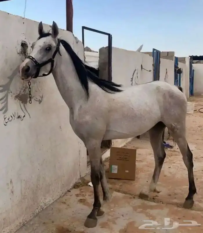 حصان طيب 0