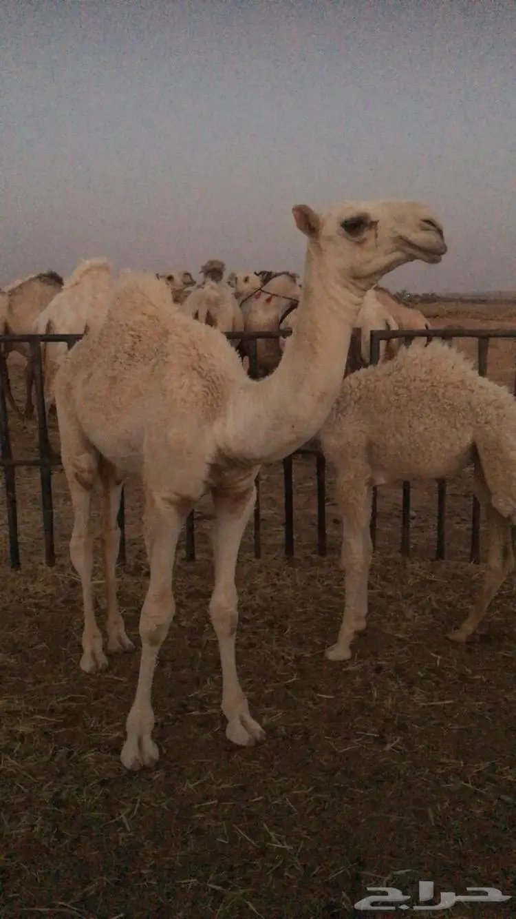 قعود اوضح 0