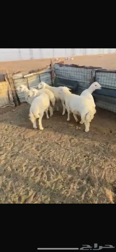 خرفان طيبه مغلقه شرط 4