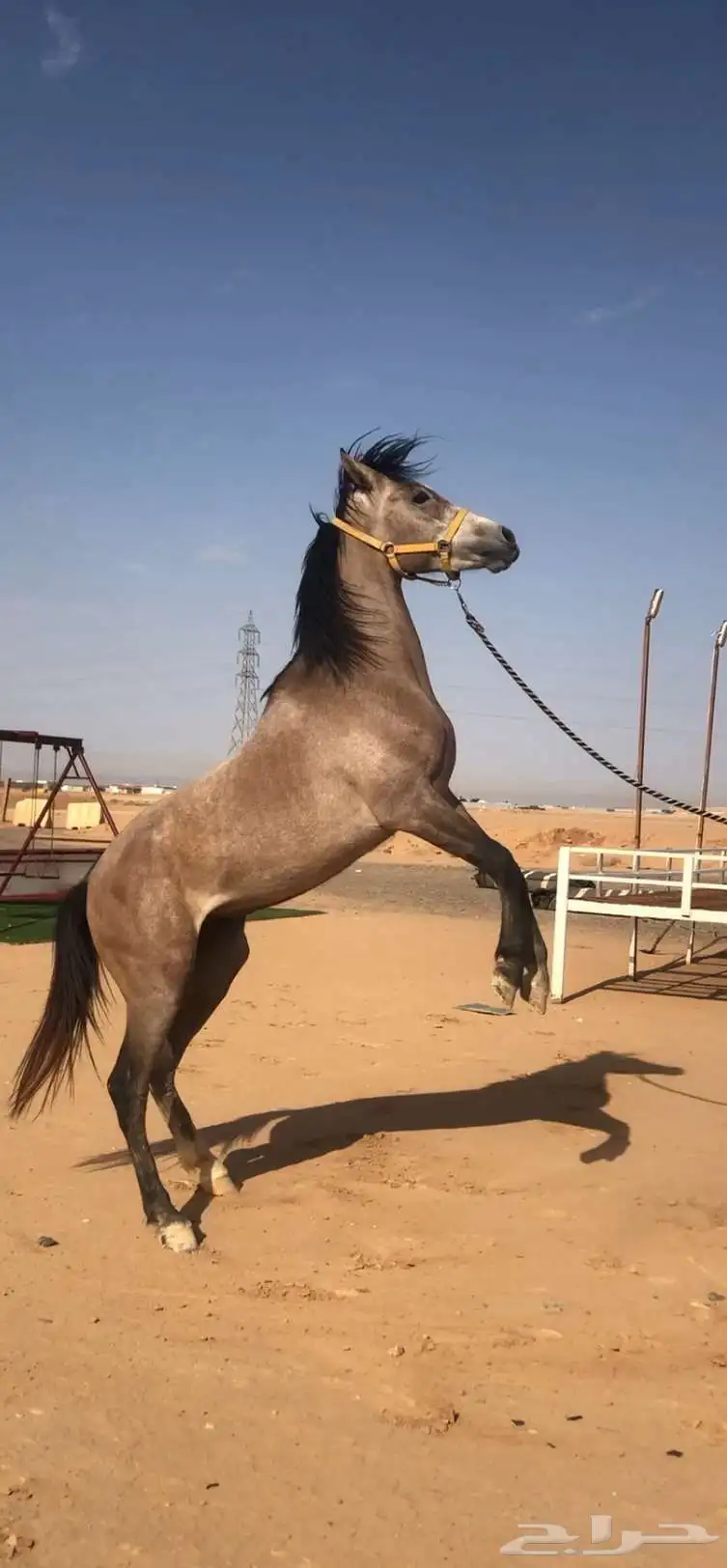 بسم الله. عرض حصان شعبي شيخ وسبوق 2